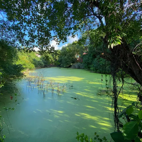 Algae filled pond near the Sandals golf course